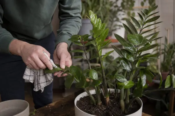 Zamioculcas (Zamioculcas zamiifolia) – plantare, îngrijire și greșeli de evitat