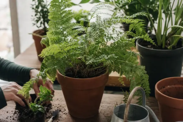 Feriga de interior (Nephrolepis exaltata) – plantare, îngrijire și greșeli de evitat
