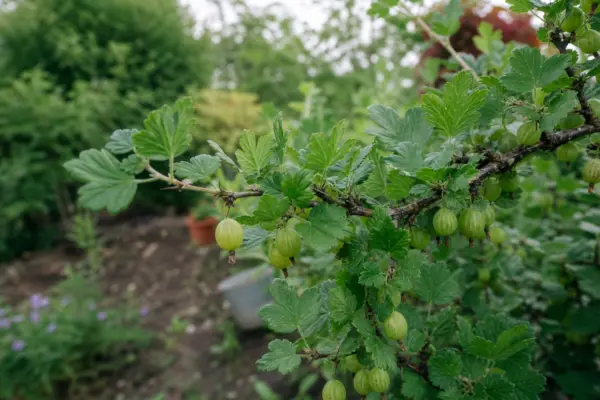 Agriș (Ribes uva-crispa) – ghid practic de plantare și îngrijire