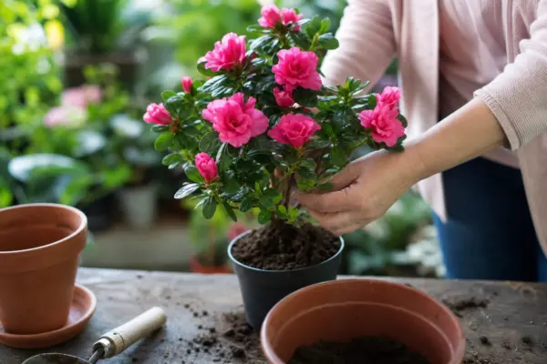Azalee de apartament (Rhododendron simsii) – tot ce trebuie să știi despre plantare și îngrijire