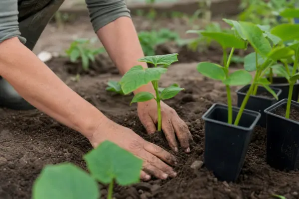 Cum plantezi răsadurile de castraveți fără să le deranjezi rădăcinile