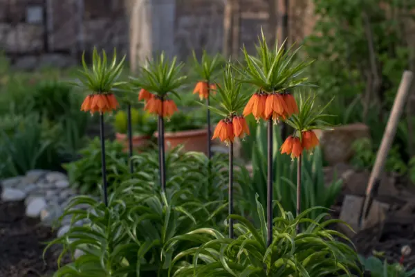 Coroana imperială (Fritillaria imperialis) – ghid complet de cultivare și îngrijire