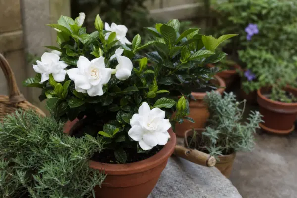 Gardenia (Gardenia jasminoides) – plantare și îngrijire pas cu pas