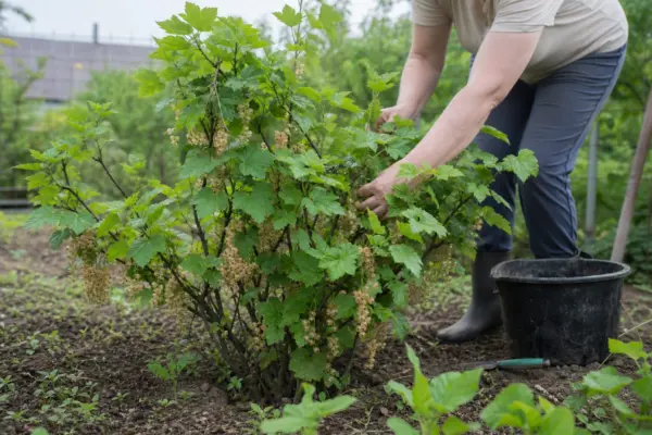Coacăz alb (Ribes rubrum var. album) – ghid complet de cultivare și îngrijire