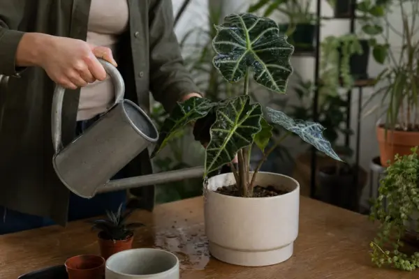 Urechea elefantului (Alocasia amazonica) – plantare, udare și întreținere
