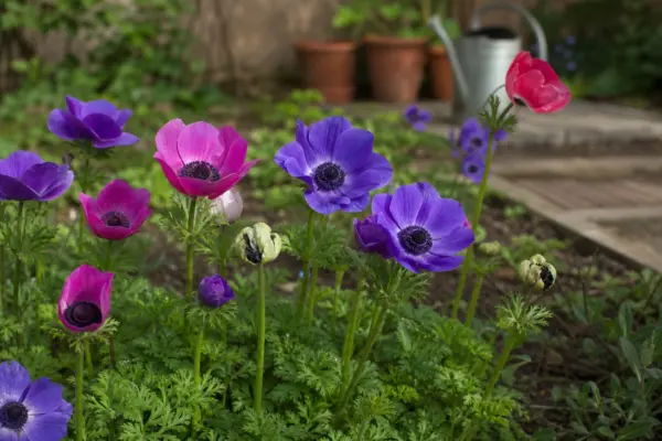 Anemona (Anemone coronaria) – ghid complet de cultivare și îngrijire