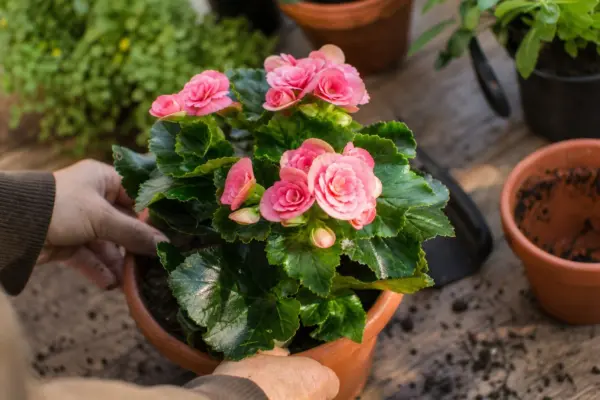 Begonie Elatior (Begonia elatior) – plantare și îngrijire pas cu pas