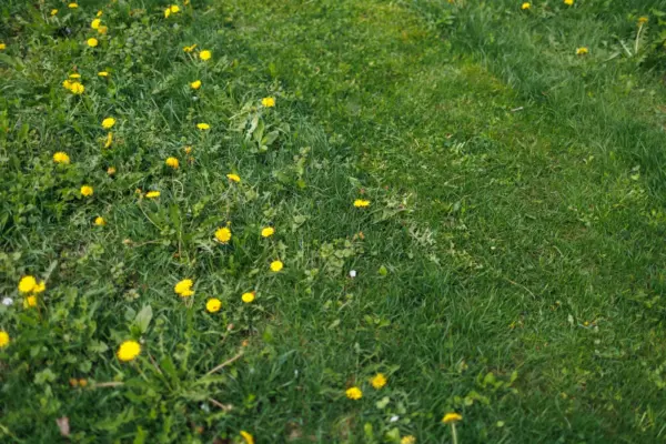 7 cauze posibile pentru îngălbenirea gazonului