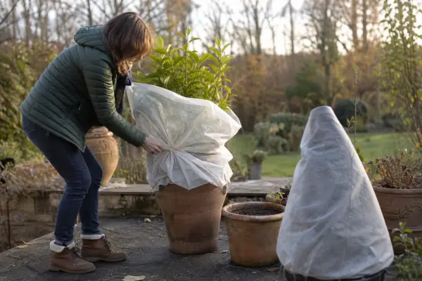 Plantele în ghiveci de pe terasă: cum protejezi rădăcinile de îngheț